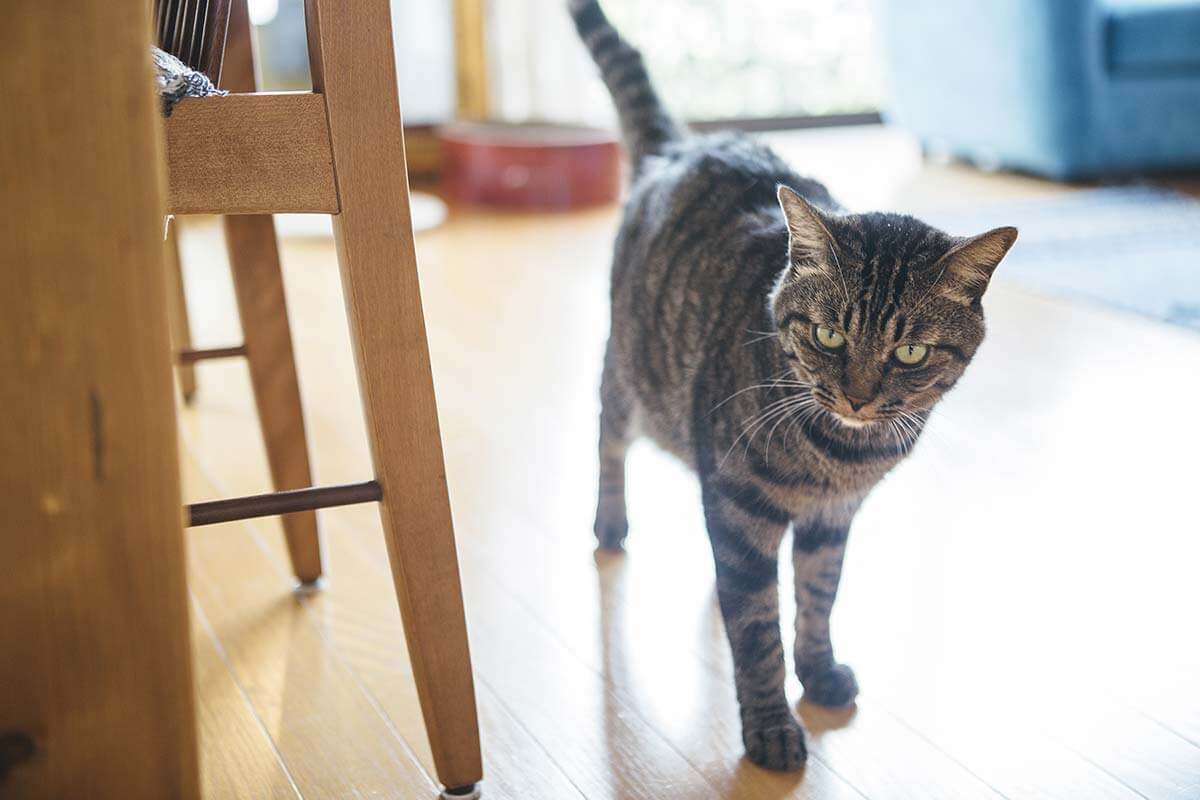 愛猫・龍之介くんもゲストと遊んでおもてなし