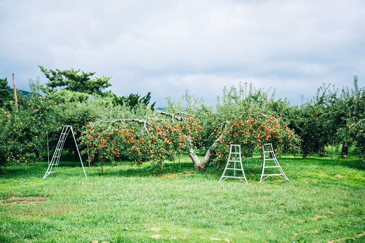 小諸は晴天率が日本一といわれており、さらに標高が高い関係で昼夜の寒暖差が大きいため、様々な果実がよく育つ。近くの果樹園には青雲館がもつリンゴの木が植えられており、そこでリンゴ狩りを楽しむことができる。